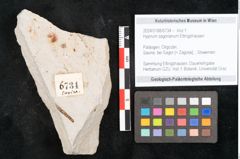 Foto (Objekt + Etikett) von Hypnum sagorianum Ettingshausen (NHMW-GEO-2024-0188-6734)